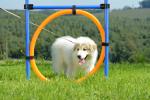  :20150524_photo_clarisse_bauwens_agility_vinalmont.jpg