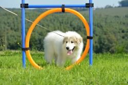 20150524_photo_clarisse_bauwens_agility_vinalmont.jpg